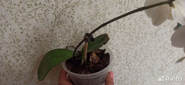 Орхидея фаленопсис