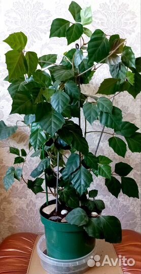 Комнатный цветок березка