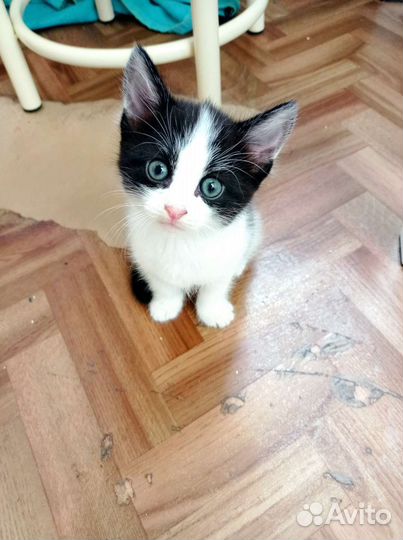 Котенок в дар бесплатно