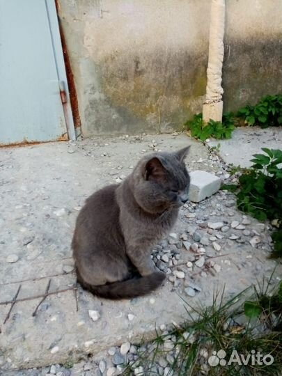 Кот