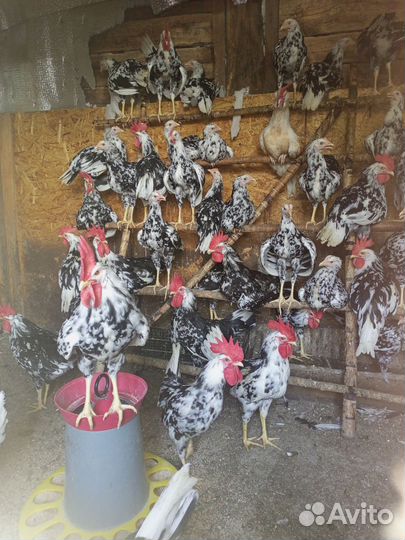 Сельское хозяйство