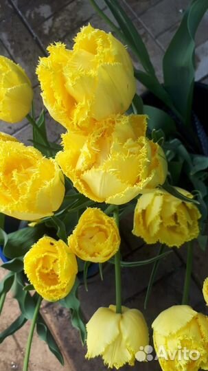 Луковицы тюльпанов