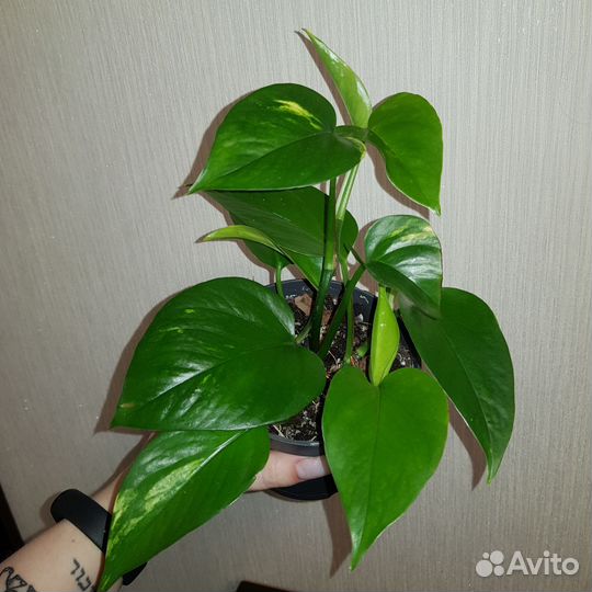 Эпипремнум ауреум