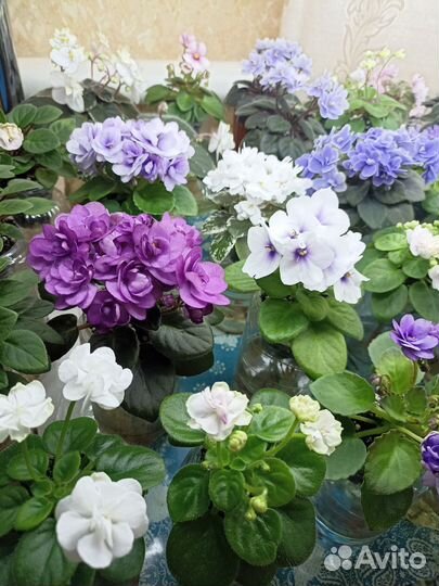 Листья(черенки)фиалок на срез