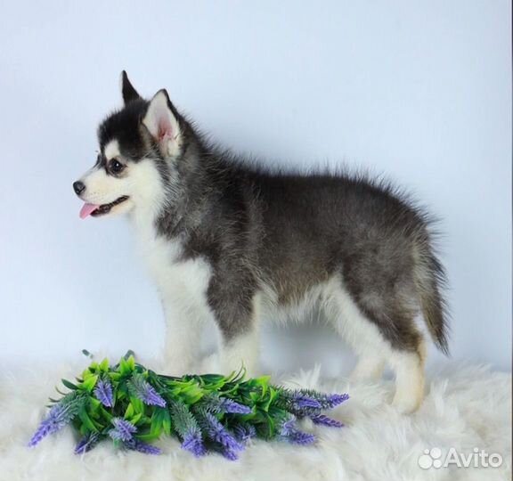 Шикарный кобель Помски