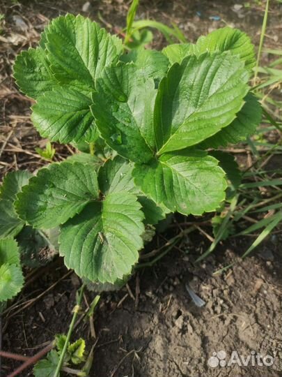 Саженцы виктории и садовой земляники