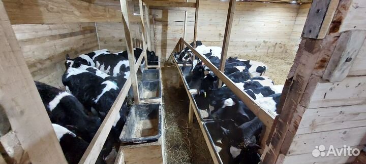 Телята бычки быки