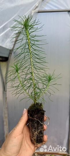 Саженцы сосны и ели окс от производителя