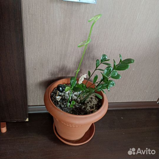 Растения для флорариума