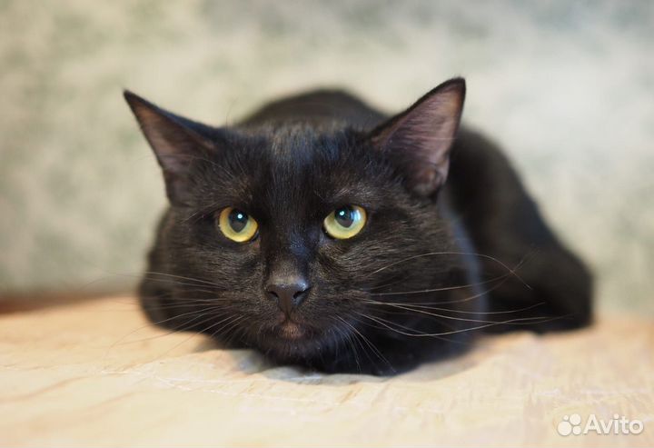 Красивый,изящный,добрый котик - 1 год