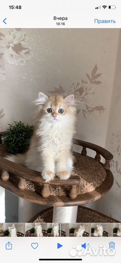 Длинношерстная девочка золотая шиншилла ny12