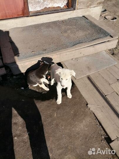 Щенки в добрые руки