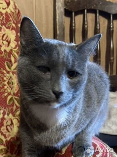 Пожалейте мальчика Кузеньку, возьмите домой