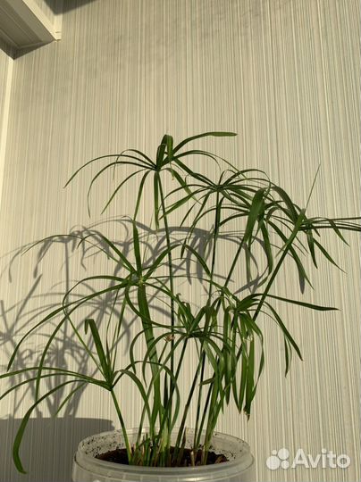 Циперус папирус