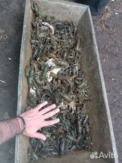 Ищу инвестора