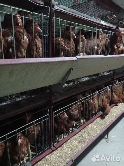 Курица молодка