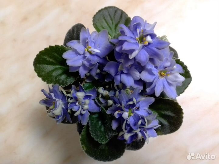 Детки сортовых фиалок