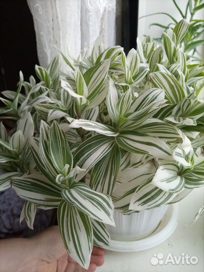 Традесканция Рео Хлорофитум (растения 1ч.)