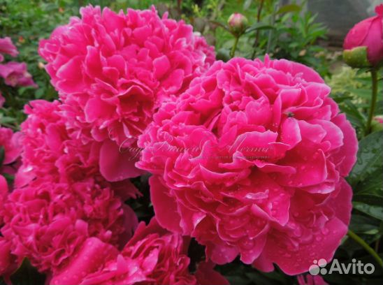 Пионы сортовые саженцы оптом