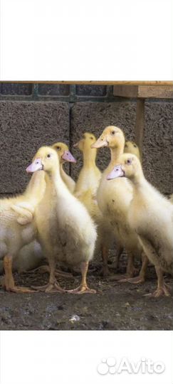 Цыплята утята индюшата