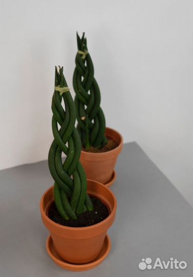 Сансевиерия цилиндрика