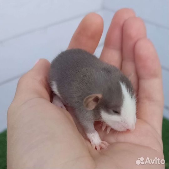 Декоративная крыса/ дамбо/ сфинкс