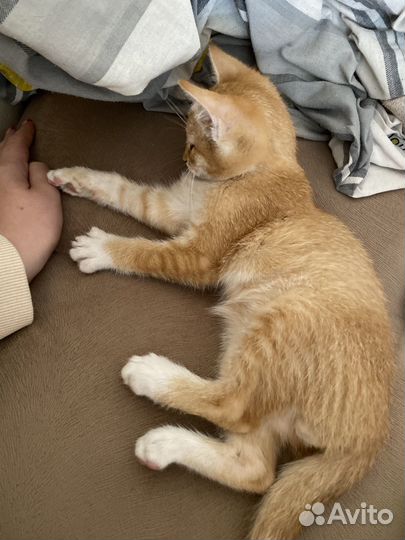 Рыжий котенок мальчик