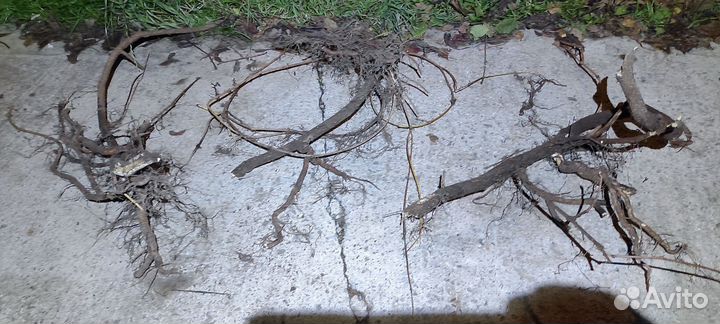 Саженцы девичий виноград