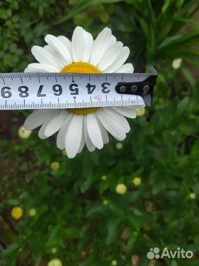 Ромашка белая нивяник кусты