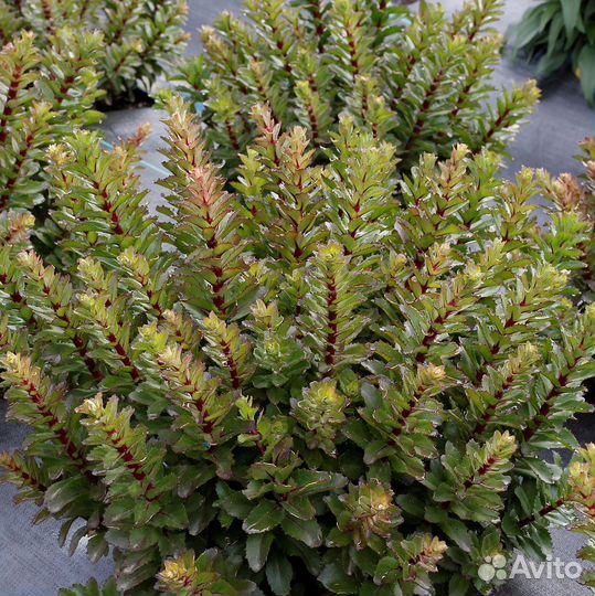 Очиток (Седум) телефиум Double Martini Саженцы, Ра