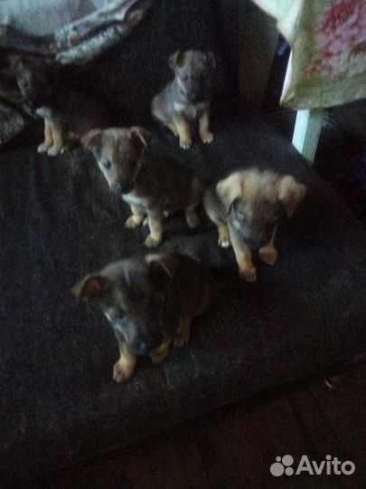 Щенки пинчера