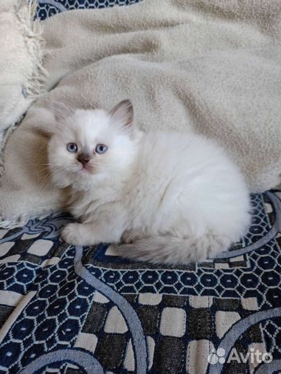 Шотландский котята