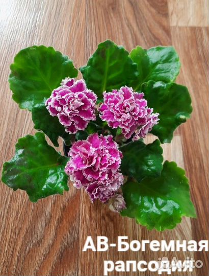 Комнатные цветы