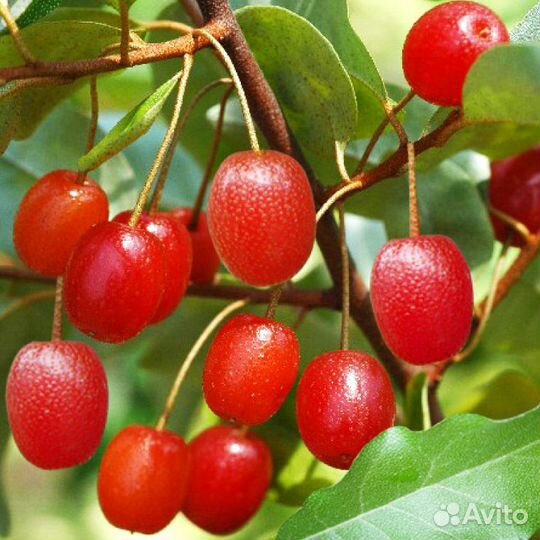 Саженцы малина, крыжовник, жимолость, Гуми,смород