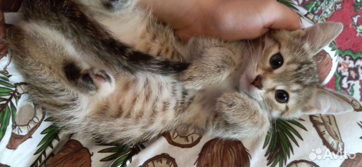 Котенок Мия