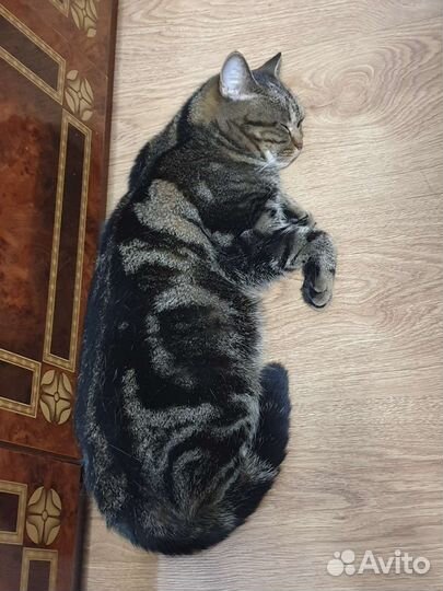 Бесплатно Кошка