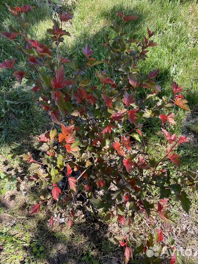 Пузыреплодник Ол Блэк