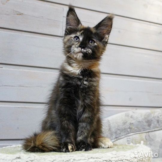 Мейн-кун девочка черепашка с документами