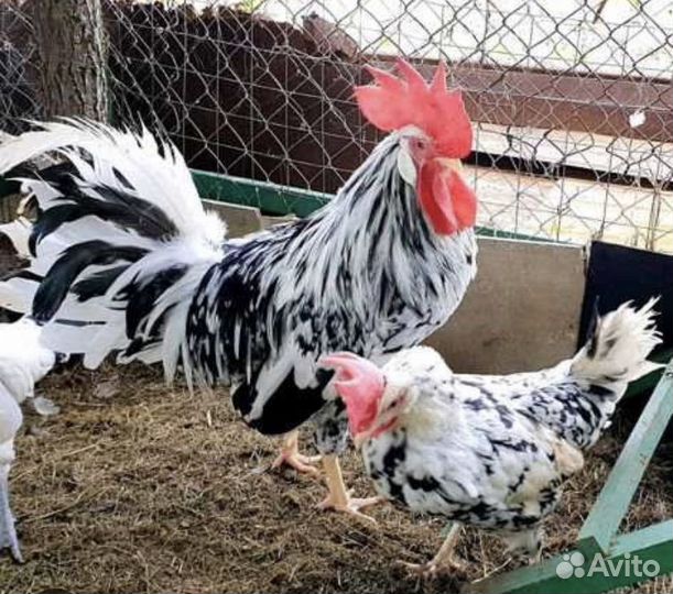 Цыплята леггорн долматинец