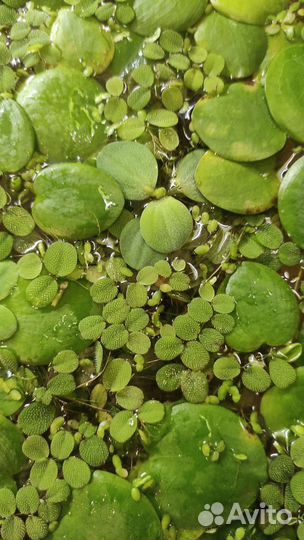 Аквариумные растения