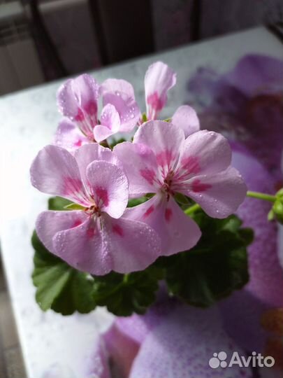 Пеларгония герань королевская