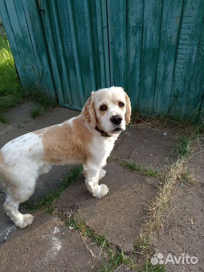 Ищем подругу