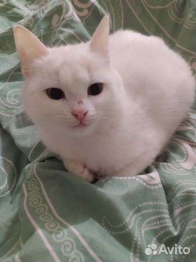 Кошка в дар