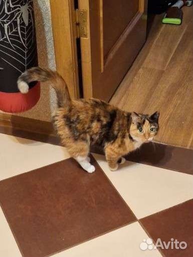 Кошка в хорошие руки