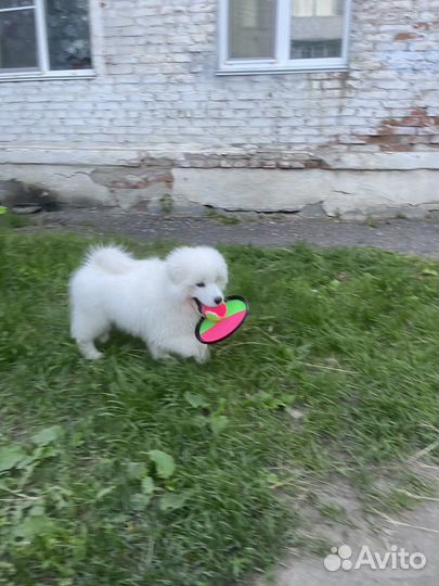 Самоедская лайка