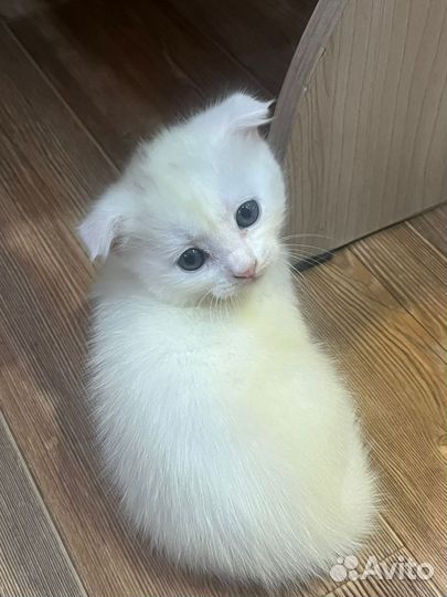 Отдам бесплатно