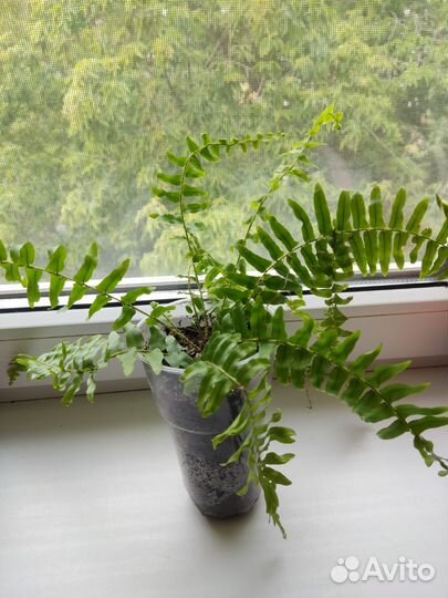 Разные цветы