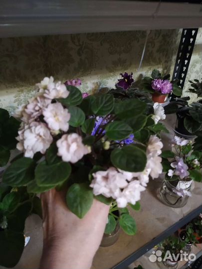 Фиалки трейлеры