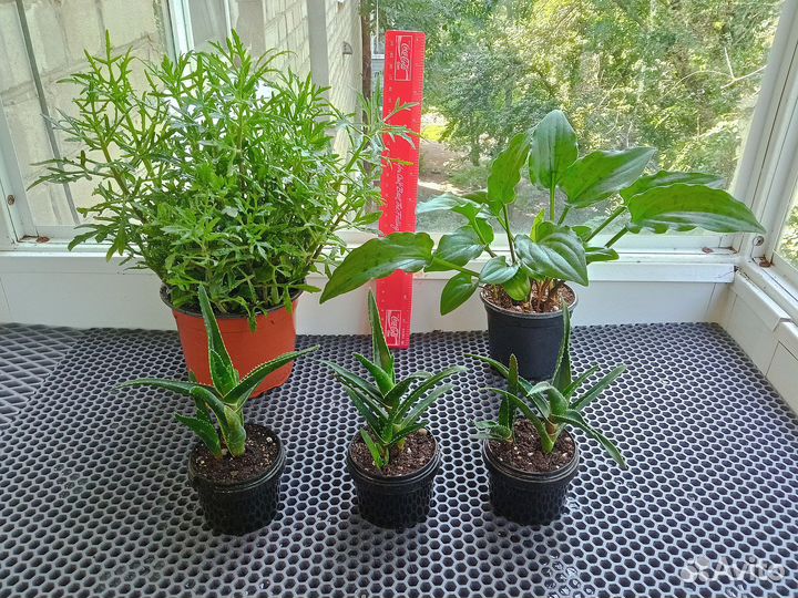 Комнатные растения