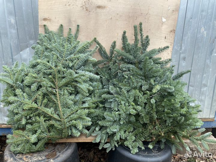 Лапник пихты нобилис ветки 4-5 кг